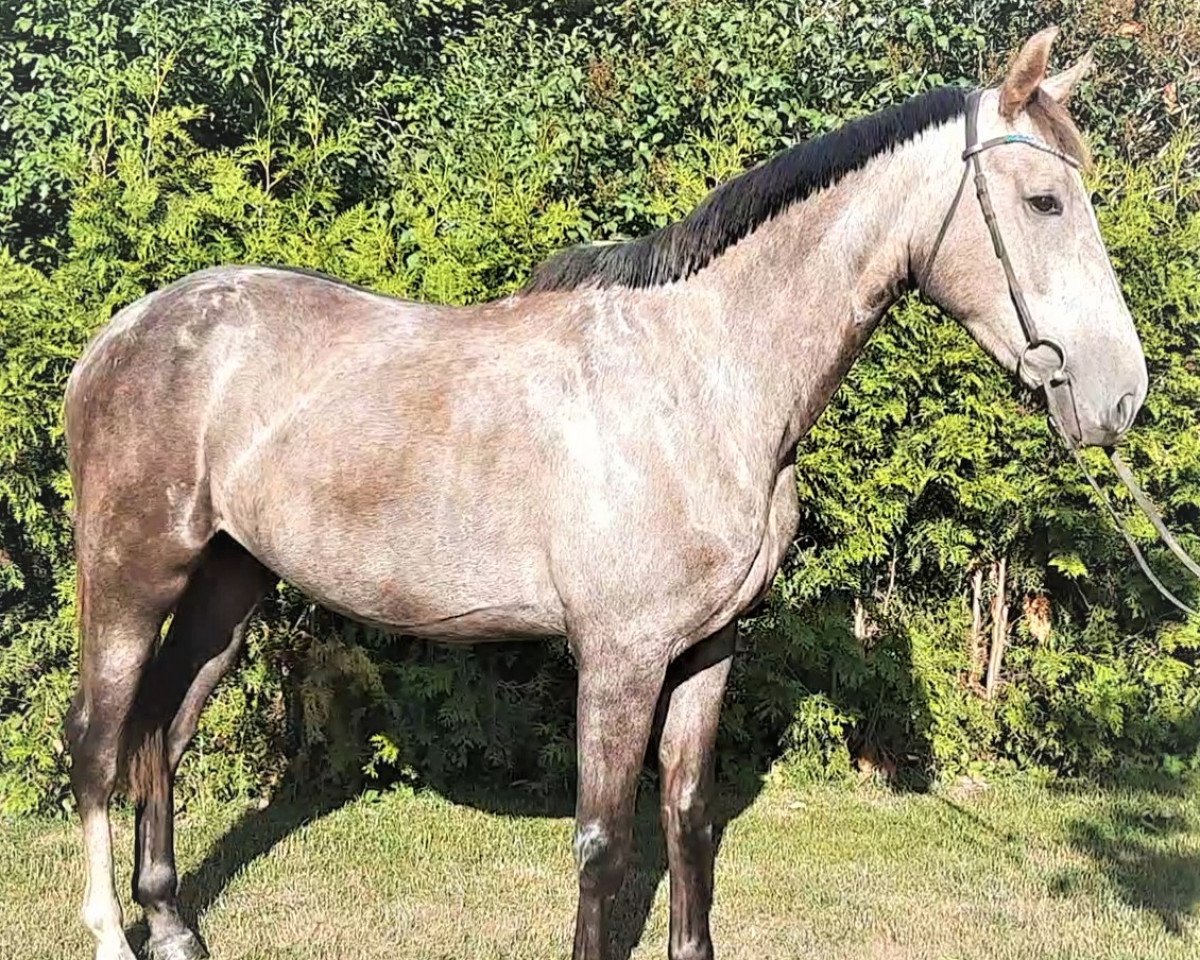 horse Under Amore MK (Noble Warmblood,  , from Untouchable)