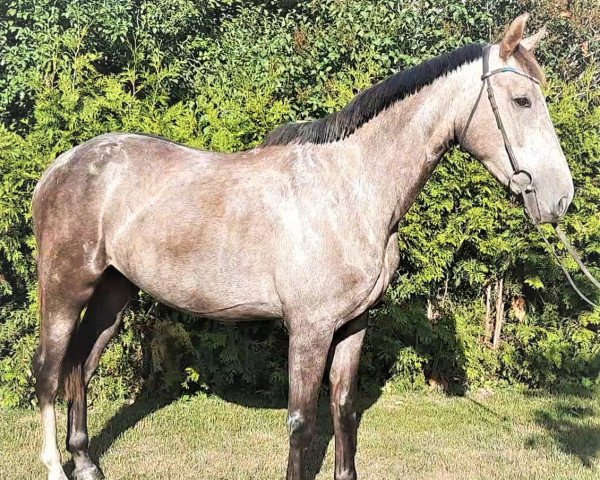 horse Under Amore MK (Noble Warmblood,  , from Untouchable)