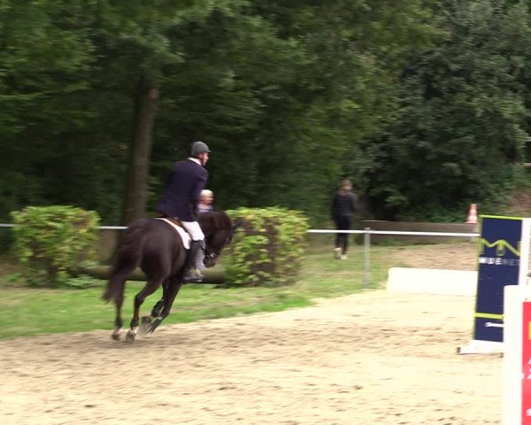 Springturnier Lüdinghausen 2021