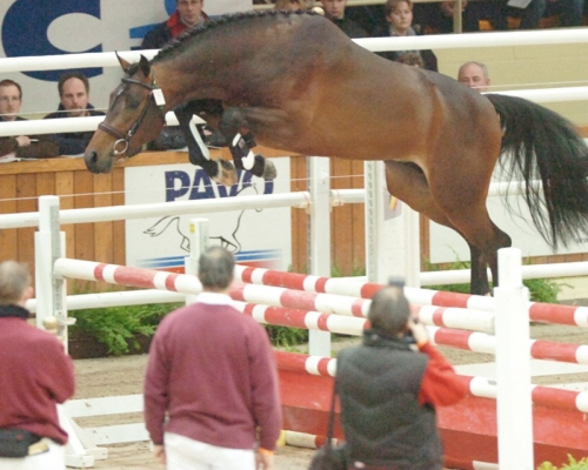 stallion Catwalk 19 (Holsteiner, 2003, from Contender)