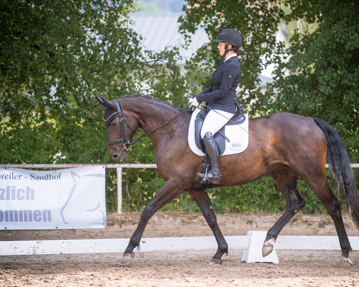 dressage horse Despina 73 (German Sport Horse, 2016, from Da Silva)