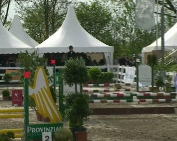 Springpferd Carlo 314 (Westfale, 2003, von Collin L)