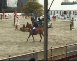 jumper Sally 572 (Hanoverian, 2004, from Stakkato)