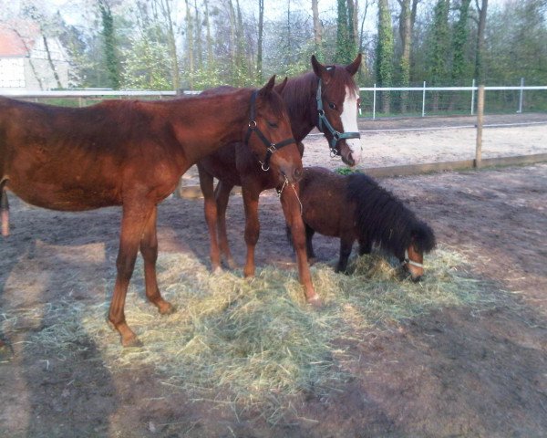 horse Belstar (Westphalian, 2011, from Belstaff)