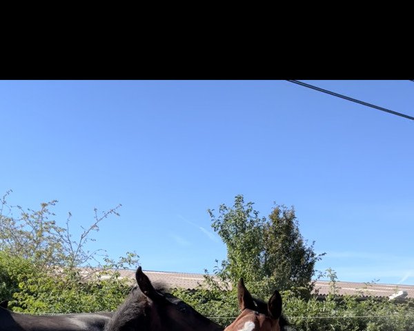 stallion For ever mine (German Sport Horse, 2022, from For The Future)