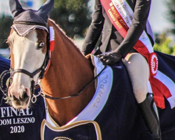 jumper Tiffany (German Riding Pony, 2004, from Top Nonstop)