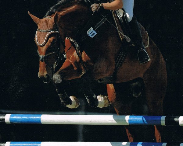 jumper Arezzo S (Bavarian, 2001, from Argentinus) jumper Arezzo S (Bavarian, 2001, from Argentinus)