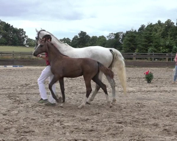 Video of Stute von Charleston / De Chirico