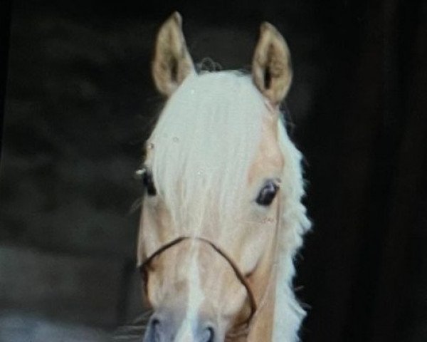 dressage horse Salinero Cc 2 (German Riding Pony, 2017, from Jonker's Socrates)