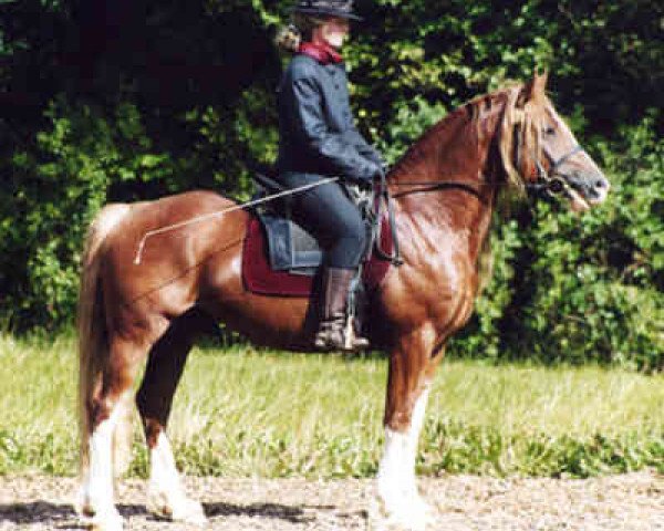 Deckhengst Llaun Braint Euros (Welsh-Cob (Sek. D), 1995, von Casnewydd Barti Ddu)