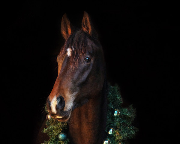 Pferd Diamont Baroness (Deutsches Sportpferd, 2018, von Freiherr von Stein)