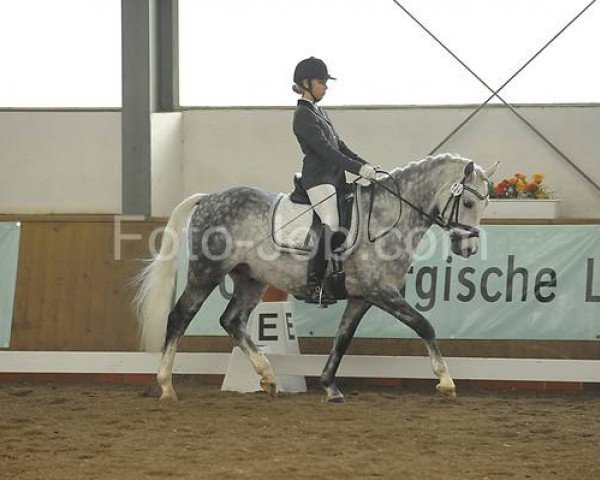 Dressurpferd Vieko (Deutsches Reitpony, 2001, von Vulkan) Dressurpferd Vieko (Deutsches Reitpony, 2001, von Vulkan)