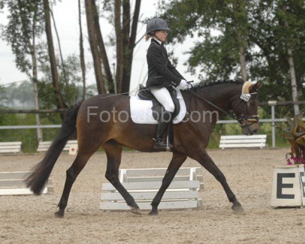 dressage horse Vegas 27 (German Riding Pony, 1998, from Vulkan)