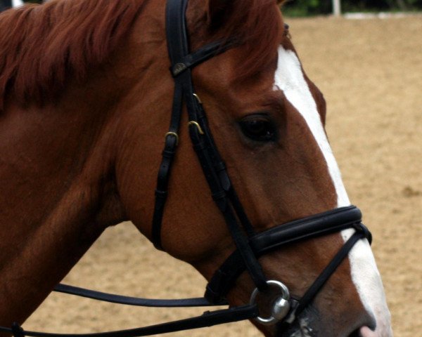 Springpferd Pokerface 33 (Oldenburger, 2004, von Couleur Rubin)