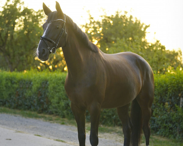 dressage horse Danciana 14 (Westphalian, 2015, from Danciano)