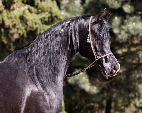 stallion Black Diamond ox (Arabian purebred, 2005, from Thee Desperado 1989 EAO)