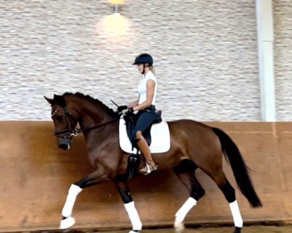 dressage horse Rock On Fire (Westphalian, 2015, from Rock Forever II)