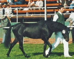 stallion Twycross Charme (Welsh-Pony (Section B), 1984, from Twycross Cavalier)