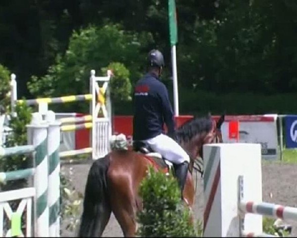 jumper Chepetto 10 (Holsteiner, 2001, from Carolus I)