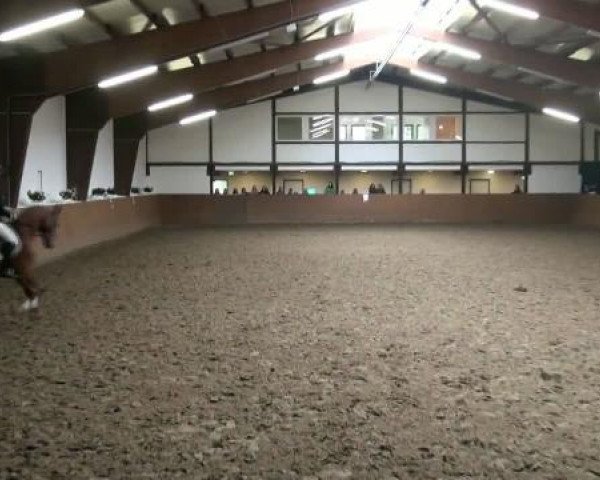 dressage horse Barcley (German Sport Horse, 2007, from Belissimo NRW)