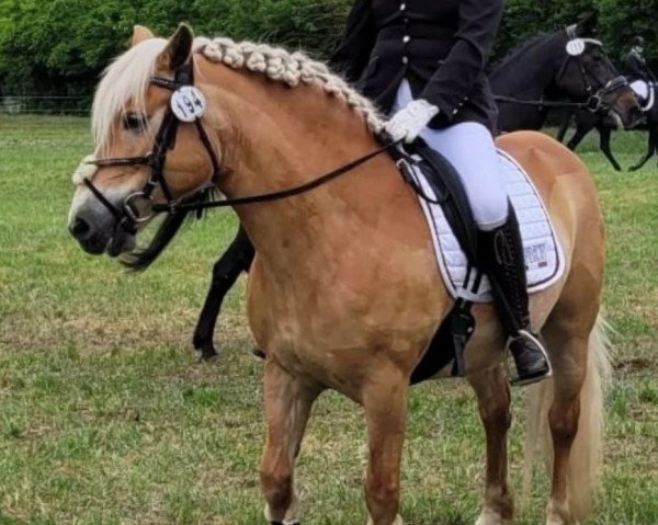 broodmare Cinderella 793 (Haflinger, 2009, from Amant)