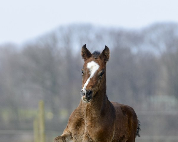 horse Bailey (Westphalian, 2022, from Baggio 17)