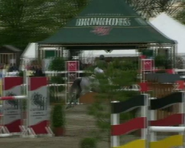 broodmare Chiara Bianca (German Warmblood, 2004, from Champion du Corde)