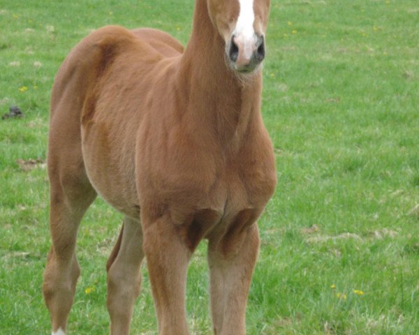 Pferd Quinn (Hannoveraner, 2012, von Quaterhall)