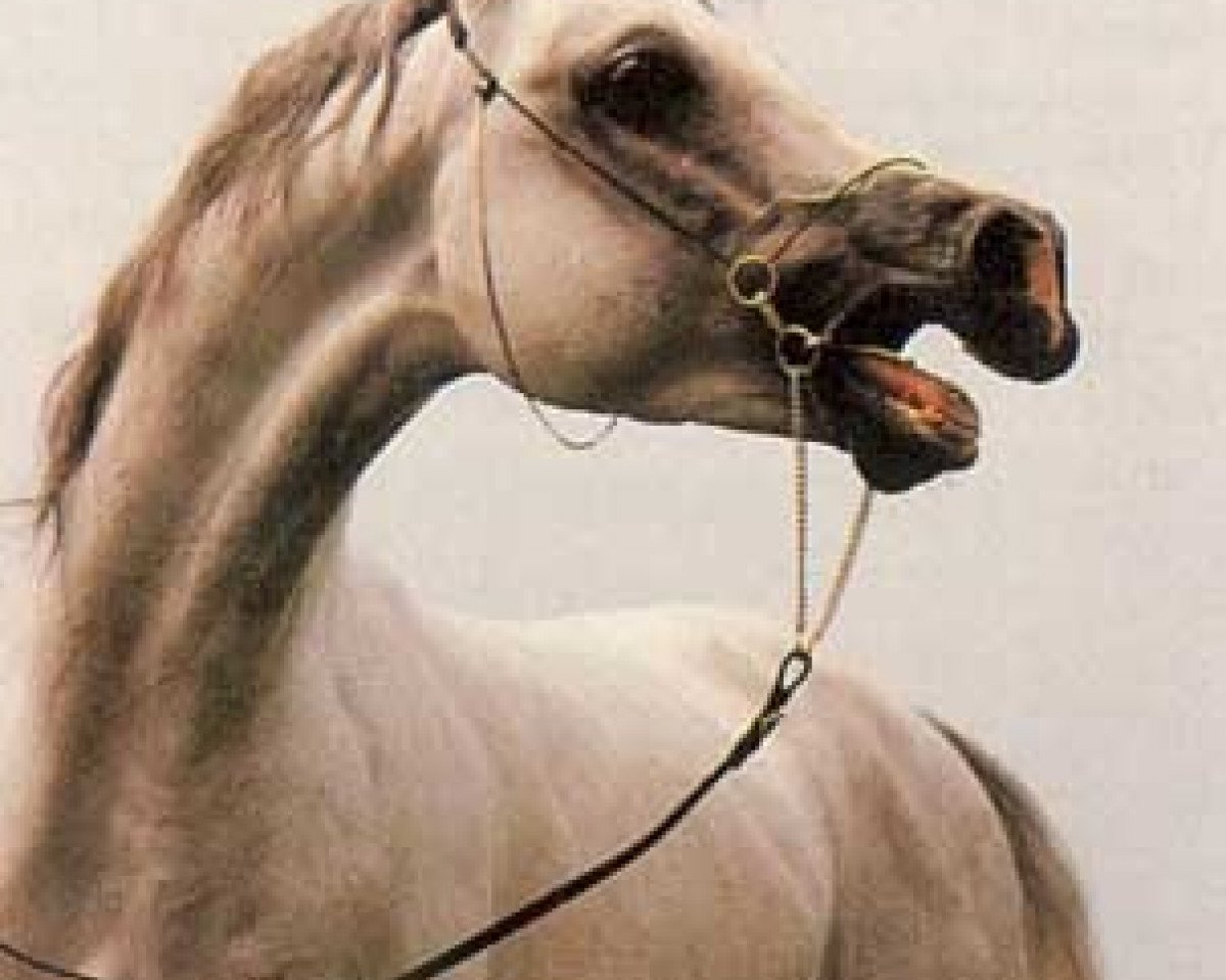 stallion Lerathos Ibn Leandra ox (Arabian purebred, 1985, from Pasat 1978 ox)