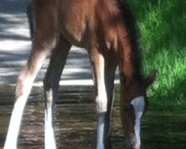 Zuchtstute SA Coeur (Welsh Pony (Sek.B), 2012, von Bob Sinclair R)