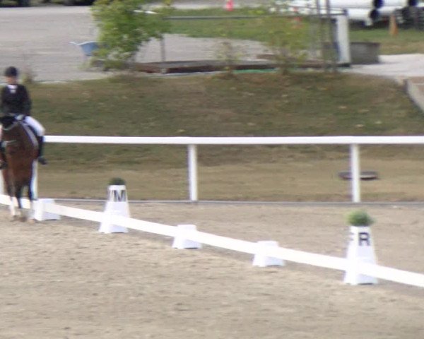 Reitturnier Bülach 2022