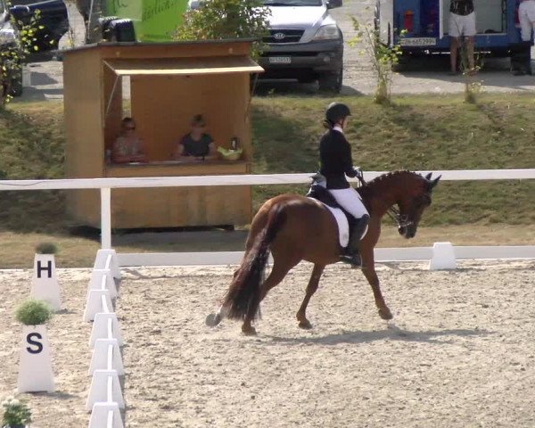 Reitturnier Bülach 2022