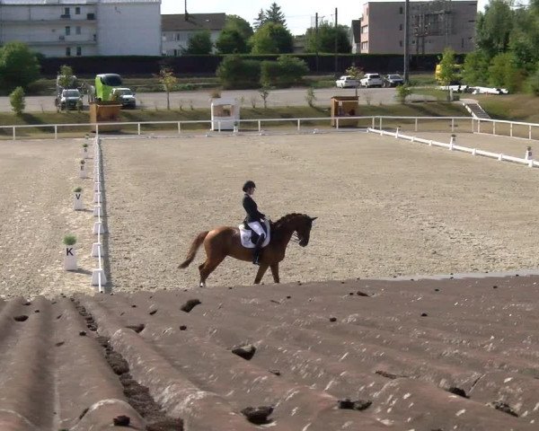 Reitturnier Bülach 2022
