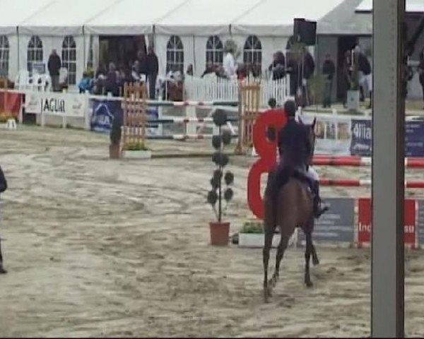 Zuchtstute Quintess 11 (Holsteiner, 2006, von Quinar)