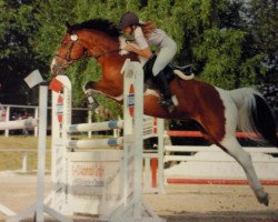 dressage horse Sandokan (German Warmblood, 1999, from Samba-pa-ti)
