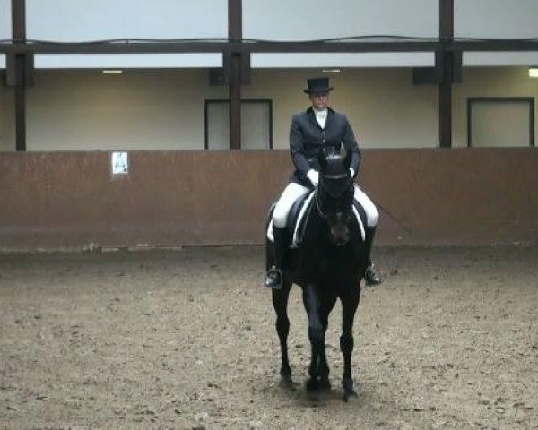 dressage horse Armani di Cento (Westphalian, 2000, from Arpeggio) dressage horse Armani di Cento (Westphalian, 2000, from Arpeggio)