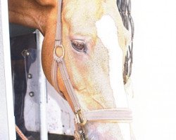 Springpferd Brilon (Deutsches Reitpony, 1997, von Brillant)