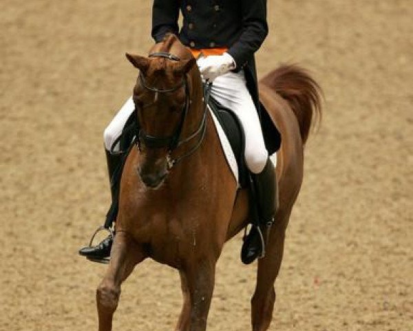 broodmare Exquis Nadine (KWPN (Royal Dutch Sporthorse), 1995, from Partout) broodmare Exquis Nadine (KWPN (Royal Dutch Sporthorse), 1995, from Partout)