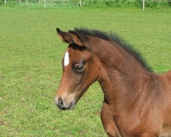 Springpferd Clint H (Holsteiner, 2012, von Catoki)