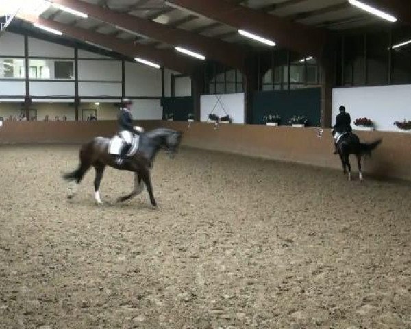 dressage horse Mia Cara B (Westphalian, 2002, from Multistar)