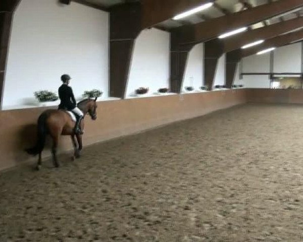 dressage horse Leonidas 109 (Holsteiner, 2004, from Licanto)