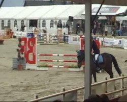jumper Peppino 145 (Westphalian, 2003, from Potential)