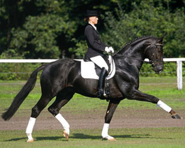 stallion Dormello (Oldenburg, 1997, from Dream of Heidelberg I)