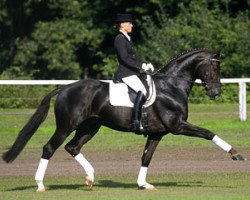 stallion Dormello (Oldenburg, 1997, from Dream of Heidelberg I)