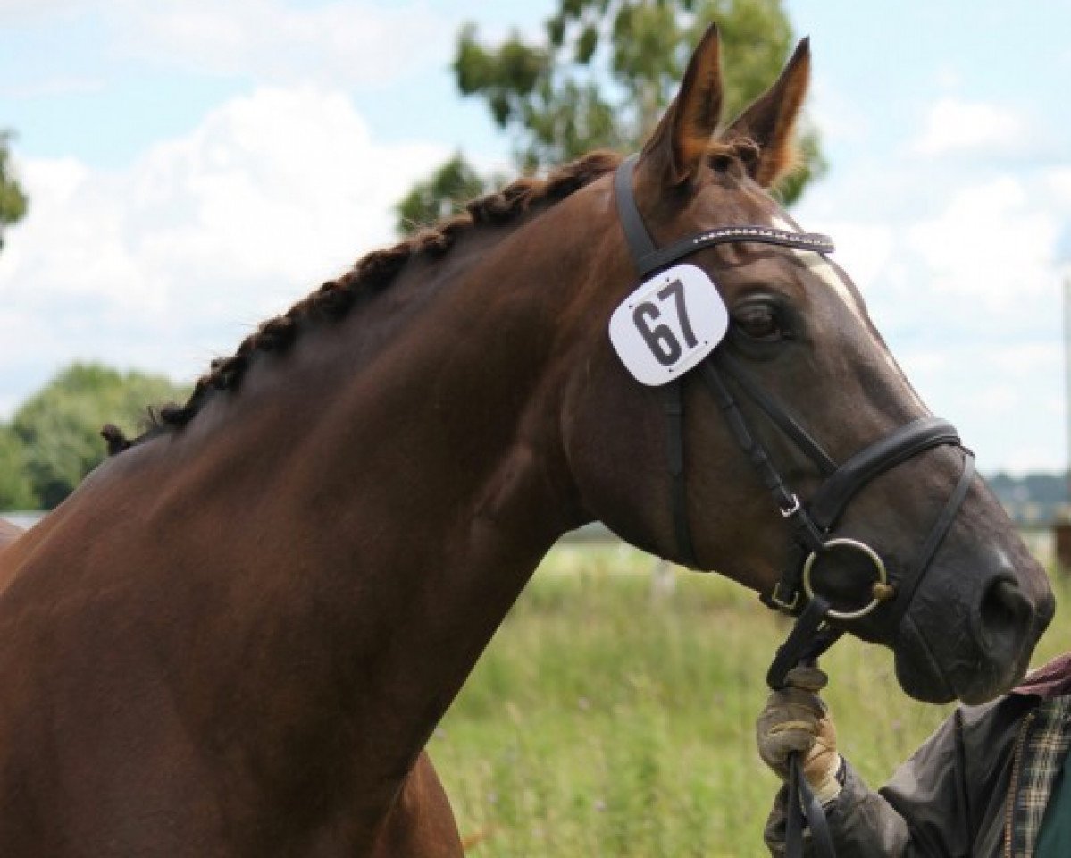 broodmare Freya (Rhinelander, 1996, from Fidermark)