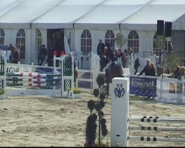 stallion Commander 15 (Oldenburg, 2002, from Come On)