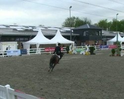 jumper Christina 14 (Westphalian, 2005, from Contendro I)