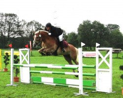 broodmare Söl'rings Celine (6,25% ox) (Haflinger, 2002, from Starskie)