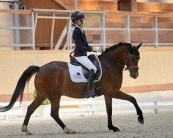 dressage horse Kastano B (German Riding Pony, 2016, from Kastanienhof Kentaur WE)