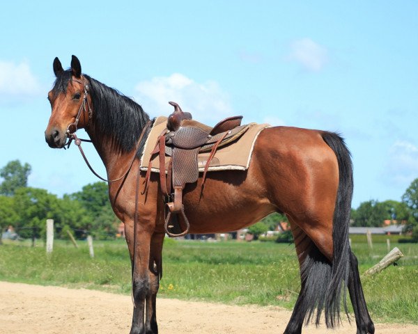 horse SK Kharish ox (Arabian purebred, 2014, from MK Diabolo ox)